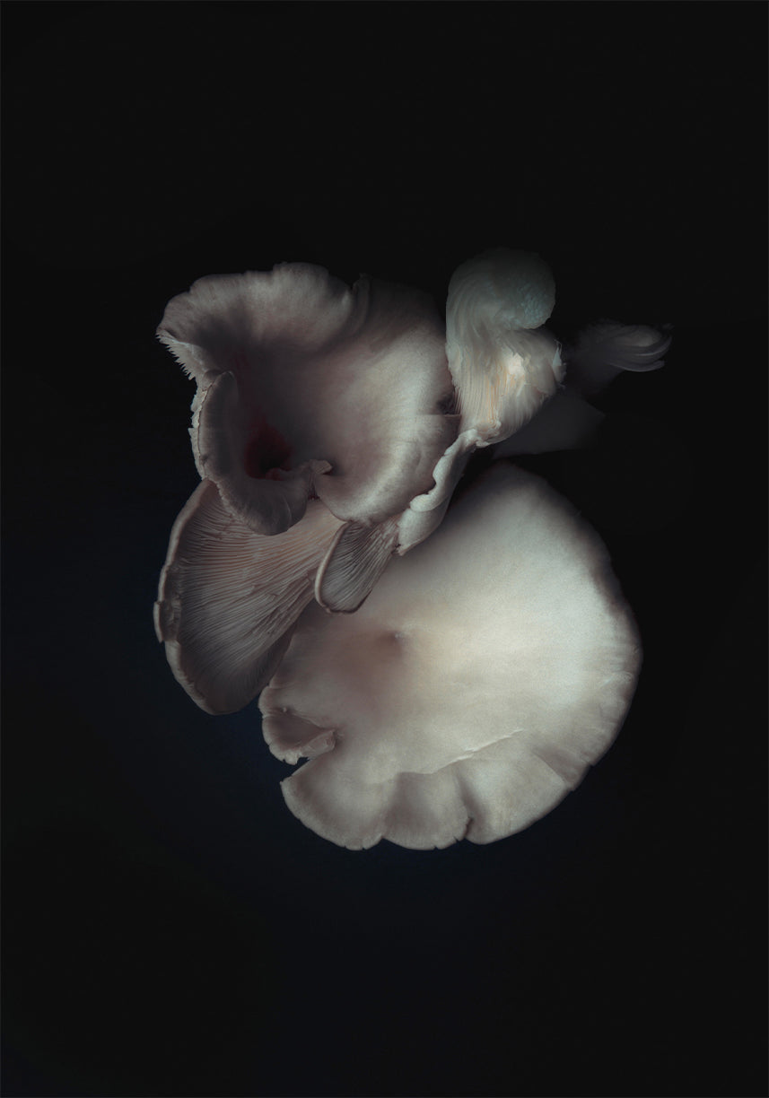 Certain Shapes (triptych), edition of 5